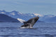 Young Humpback Whale Leaps Wall Decal Design 1