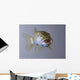 Captive Wall Decal