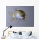 Captive Wall Decal