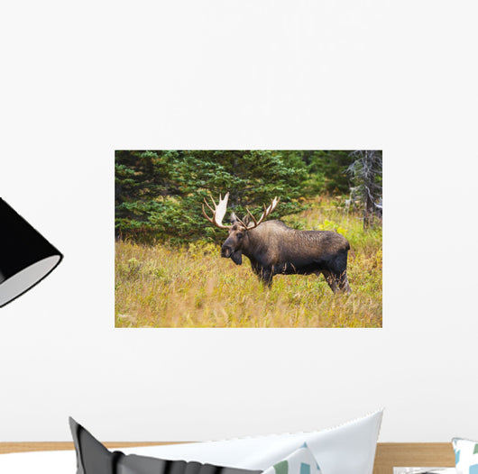 Large Bull Moose Rut Wall Decal