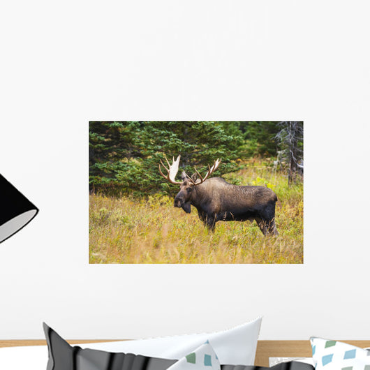 Large Bull Moose Rut Wall Decal