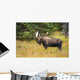 Large Bull Moose Rut Wall Decal