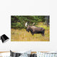 Large Bull Moose Rut Wall Decal
