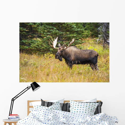 Large Bull Moose Rut Wall Decal