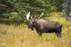 Large Bull Moose Rut Wall Decal