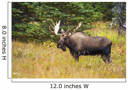 Large Bull Moose Rut Wall Decal