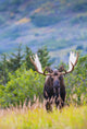Large Bull Moose Standing Wall Decal