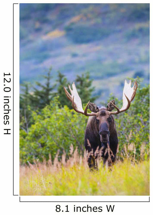 Large Bull Moose Standing Wall Decal