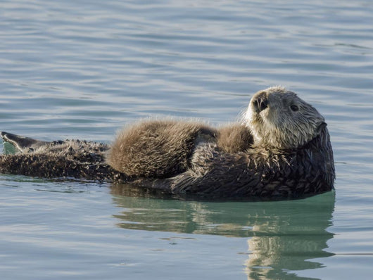 Sea Otter Female with Wall Decal