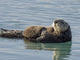 Sea Otter Female with Wall Decal