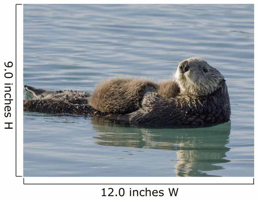 Sea Otter Female with Wall Decal