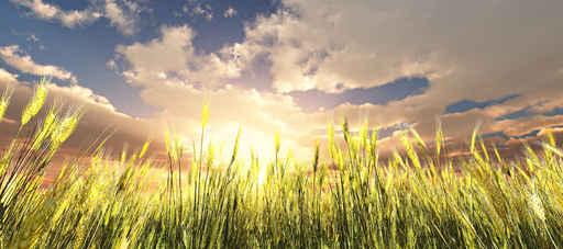 Golden Wheat Field Wall Decal Design 1