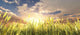 Golden Wheat Field Wall Decal Design 1