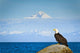 Bald Eagle Perched Rock Wall Decal