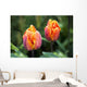Blossoming Multi-colored Tulips Wall Decal