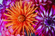 Up Blossoming Flowers Wall Decal