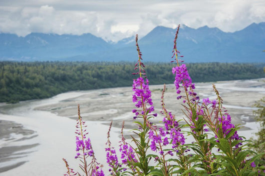 Fireweed with Alaskan Susitna Wall Decal Design 2