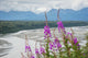Fireweed with Alaskan Susitna Wall Decal Design 2