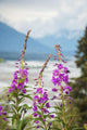 Fireweed with Alaskan Susitna Wall Decal Design 1