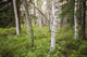 Scenic Trees and Forest Wall Decal