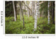 Scenic Trees and Forest Wall Decal