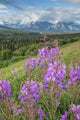 Scenic Landscape near Palmer Wall Decal