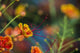 Pride Barbados Wall Decal Design 3