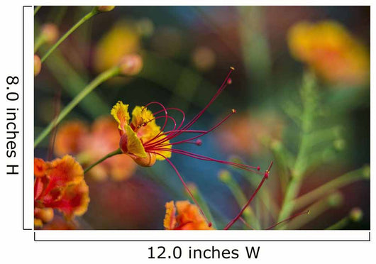 Pride Barbados Wall Decal Design 3