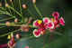 Pride Barbados Wall Decal Design 2