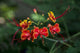 Pride Barbados Wall Decal Design 1