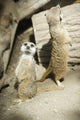 Meerkats Standing Upright Calgary Wall Decal