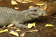 Miniature Crocodile Calgary Zoo Wall Decal