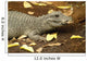 Miniature Crocodile Calgary Zoo Wall Decal