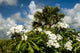 Frangipani Wall Decal