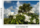 Frangipani Wall Decal
