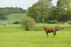 Horse Field Wall Decal