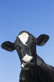 Holstein Dairy Cow Wall Decal