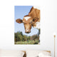 Guernsey Dairy Cow Wall Decal Design 3