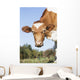 Guernsey Dairy Cow Wall Decal Design 3