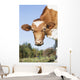 Guernsey Dairy Cow Wall Decal Design 3