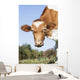 Guernsey Dairy Cow Wall Decal Design 3