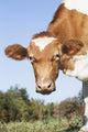 Guernsey Dairy Cow Wall Decal Design 3