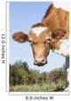 Guernsey Dairy Cow Wall Decal Design 3