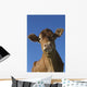 Guernsey Dairy Cow Wall Decal Design 2