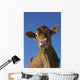 Guernsey Dairy Cow Wall Decal Design 2