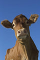 Guernsey Dairy Cow Wall Decal Design 2