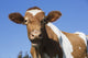 Guernsey Dairy Cow Wall Decal Design 1