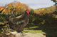 Large Black Australorp Perched Wall Decal
