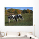 Holstein Dairy Cows Autumn Wall Decal Design 2