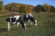 Holstein Dairy Cows Autumn Wall Decal Design 2